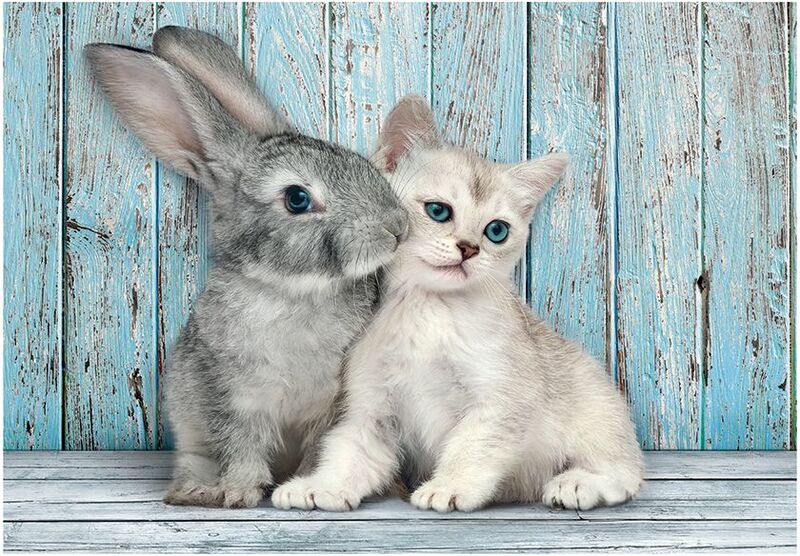 Clementoni Παζλ 500 H.Q. Cat & Bunny (1220-35539) - φωτογραφία 2